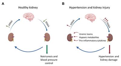 Role of α2-Adrenoceptors in Hypertension: Focus on Renal Sympathetic Neurotransmitter Release, Inflammation, and Sodium Homeostasis